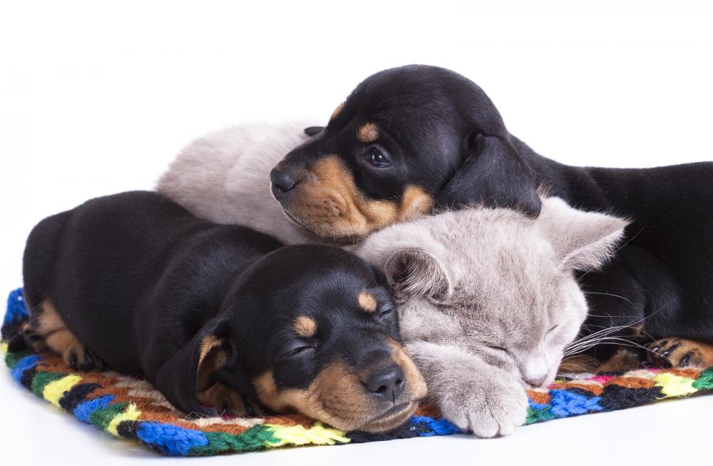 puppy and kitten care in Winston-Salem