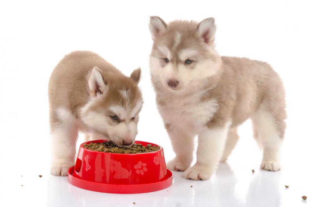 Puppies eating. 