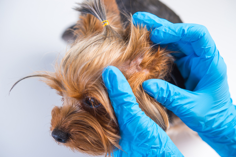 veterinarian examining a small dog's skin