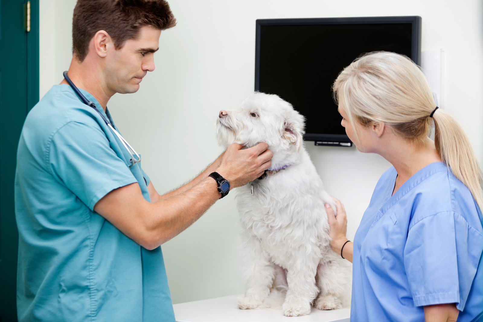 frequently asked questions about pet wellness exams from your veterinarian in germantown