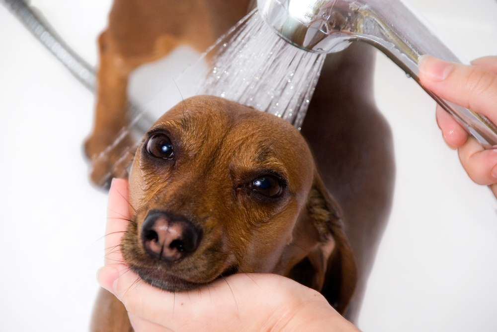 pet grooming faqs answered by your veterinarian in germantown