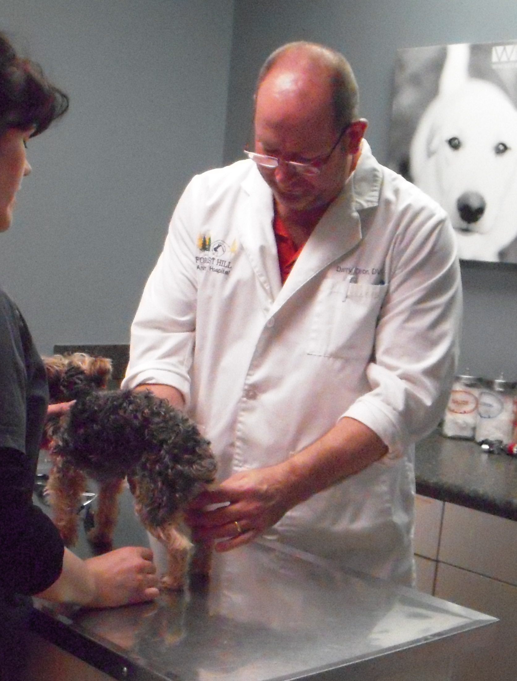 dog receiving pet wellness exam at germantown animal hospital