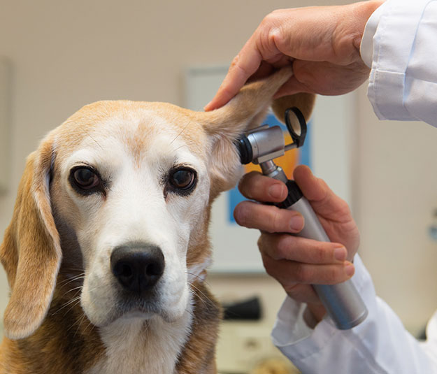 Treating Ear Infections for Germantown Pets