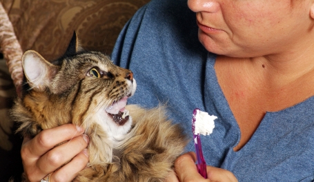 Pet Dental FAQ from our veterinarian in Germantown