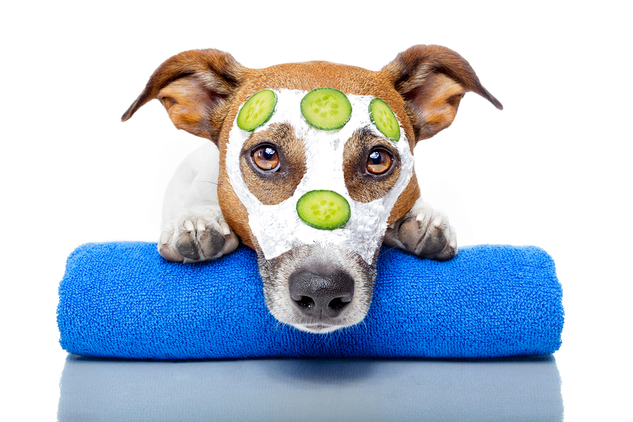 dog with cucumber mask on 