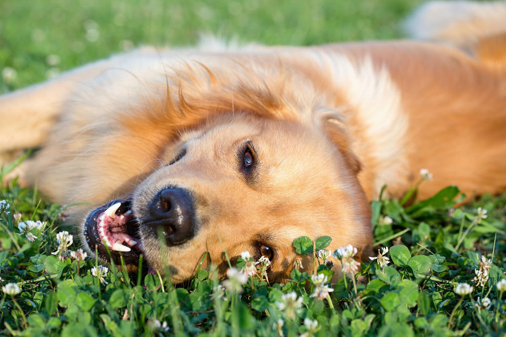 dog laying down in a bed of flowers