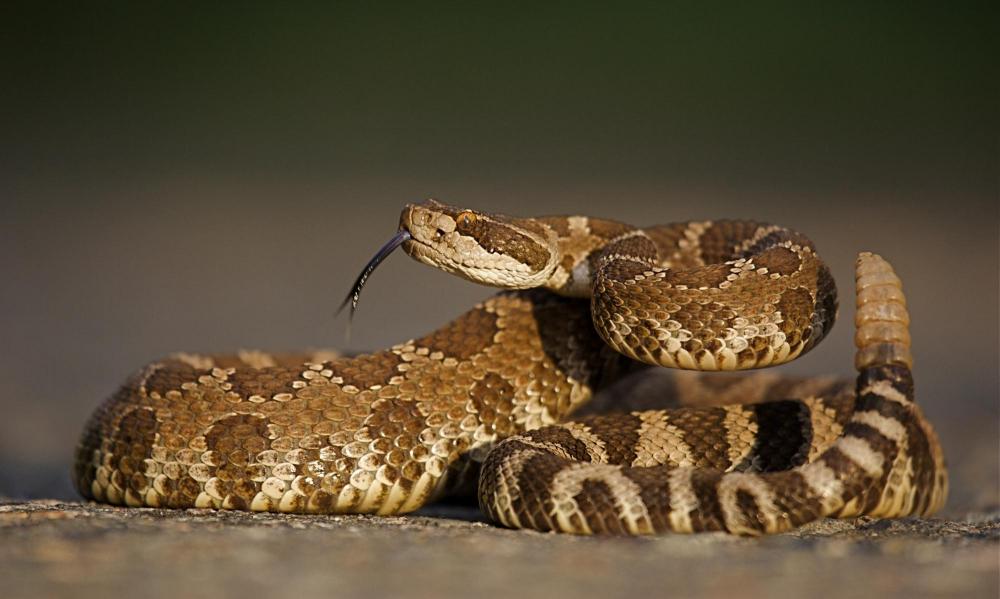 this is a photo of a rattlesnake whose bite can be vaccinated against by our vets in rancho cucamonga