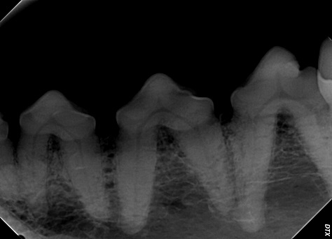 Radiographs, Xrays of dog with severe dental disease