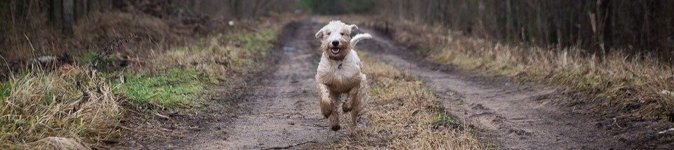 muddy dog running