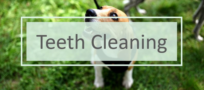 Dog Teeth Cleaning in Lafayette