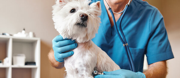 Westie with Doctor