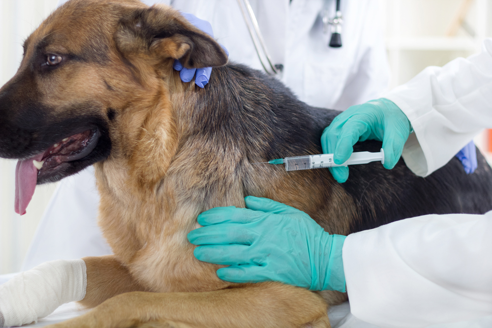 dog receiving a vaccination shot