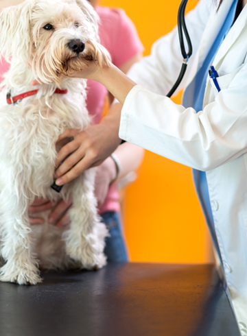Maintain Your Pet's Health with Regular Wellness Exams