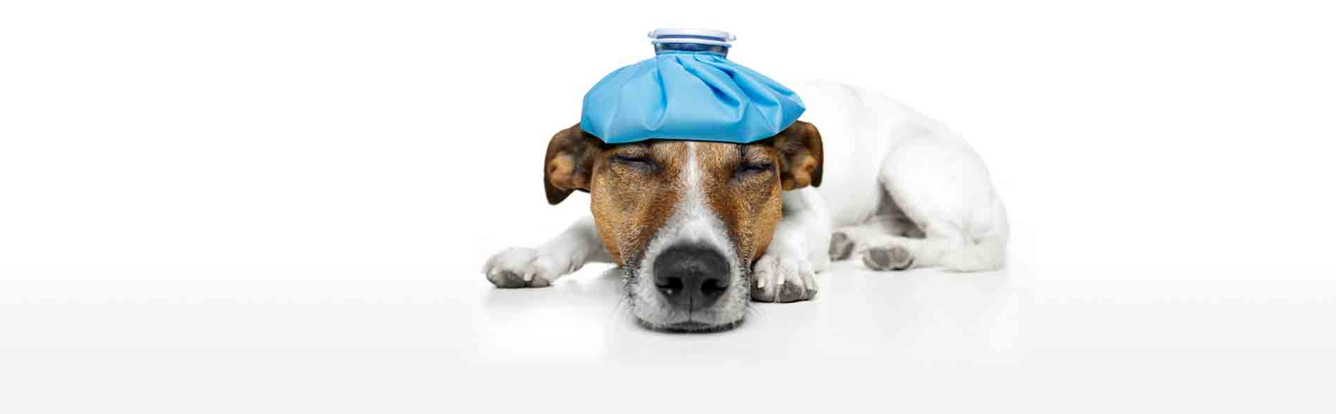Understanding Pet Heatstroke In Newmarket