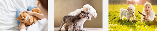 Dog and Cat Vaccinations
