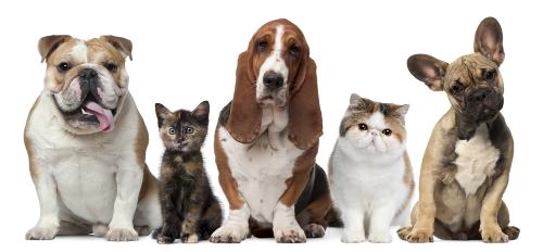 Whenever your pet requires veterinary care, give North Yonge Veterinary Hospital in Newmarket a call.
