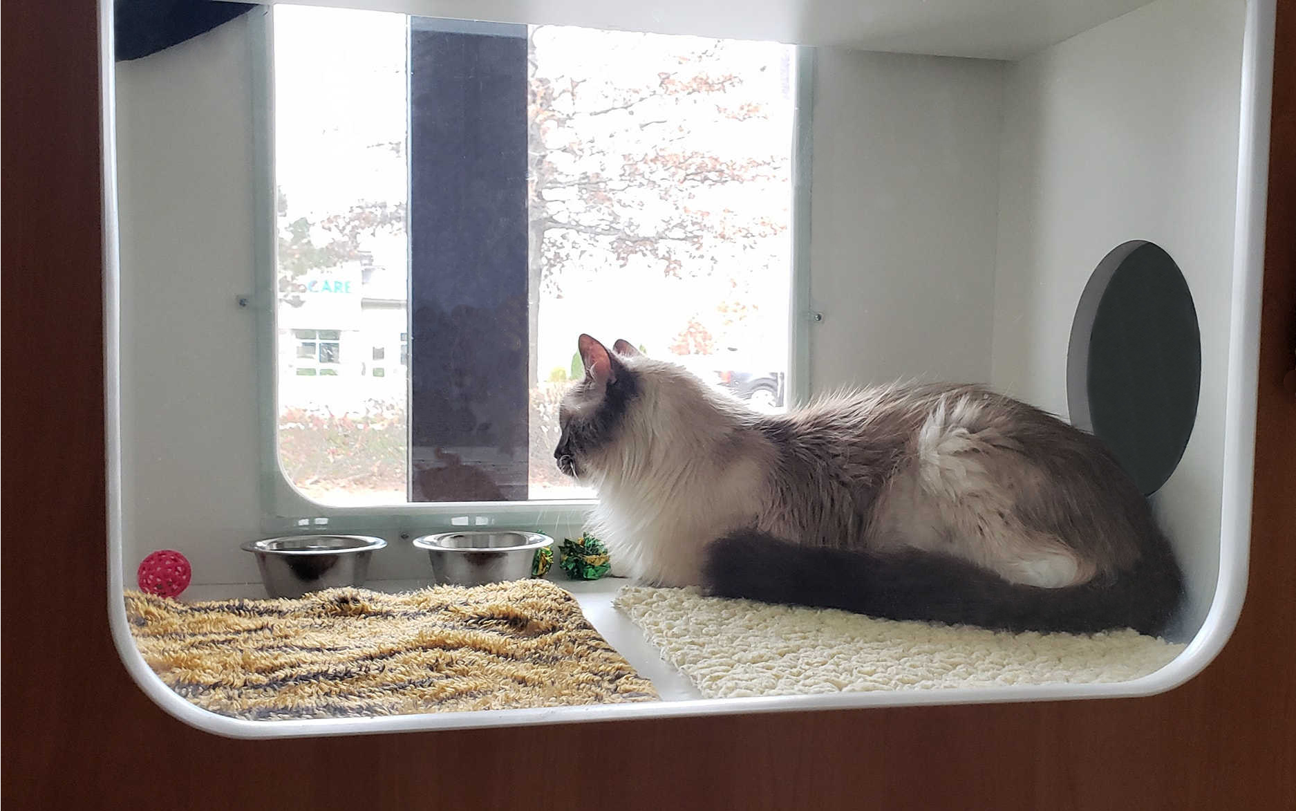 Cat laying down and calmy watching out the window in the cat condo