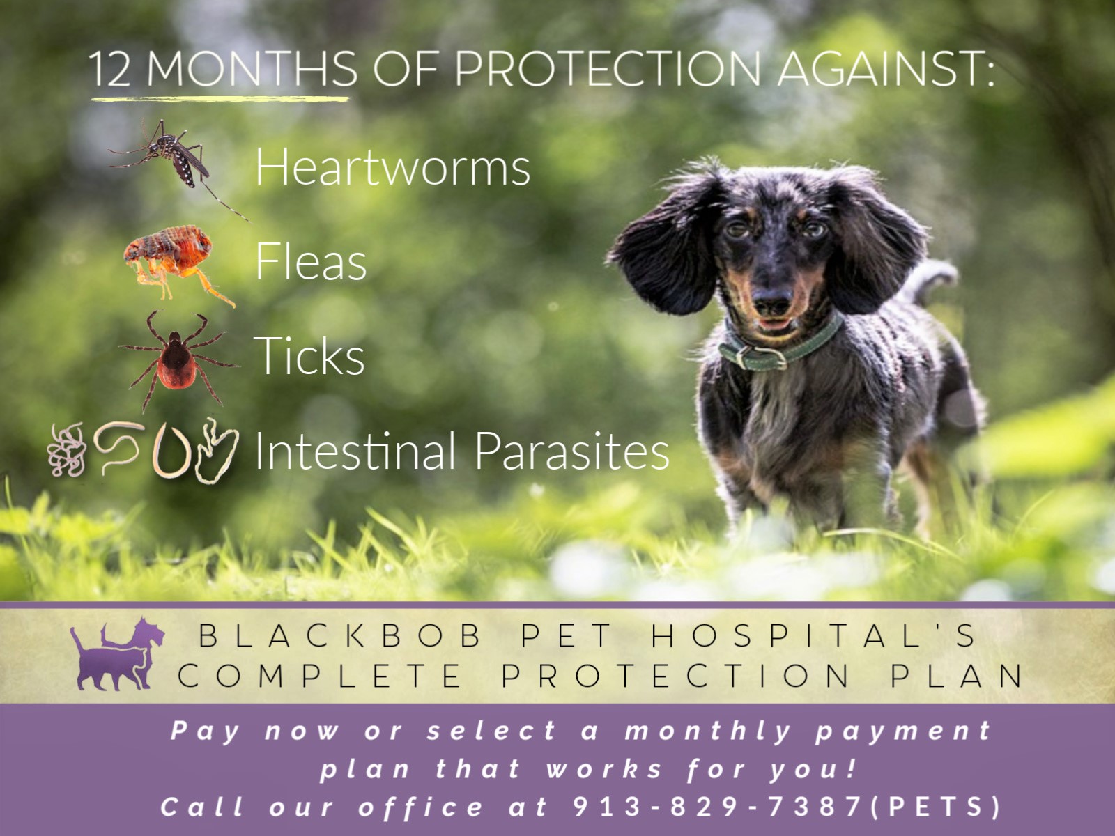 Complete Protection Program for Dogs