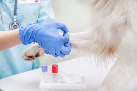 Pet Blood Testing