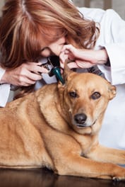 Vet Conducts Pet Wellness Exam in Denver