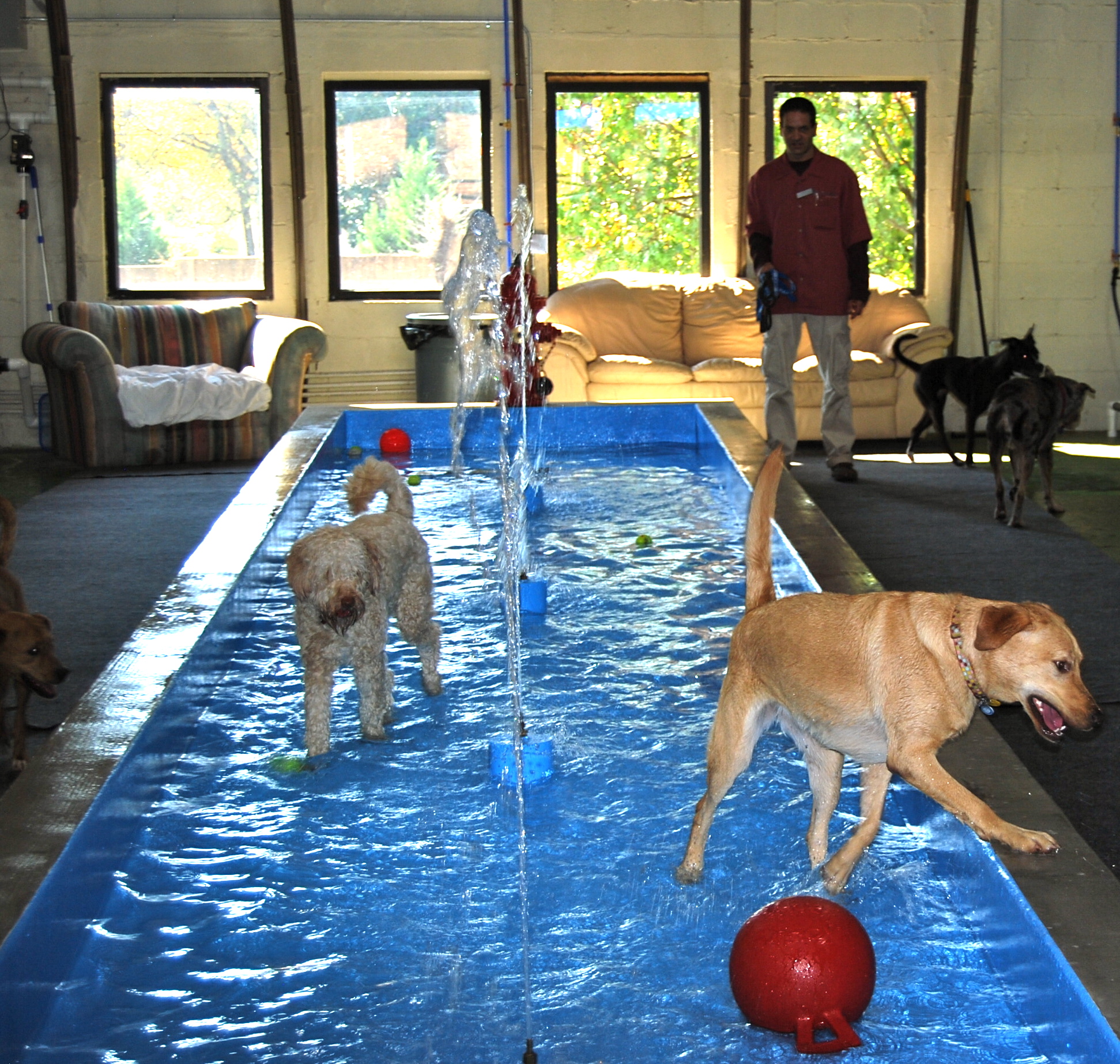 pool with dogs