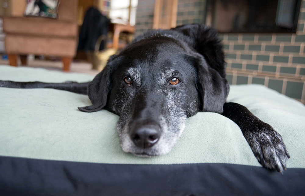 Caring for your senior pet