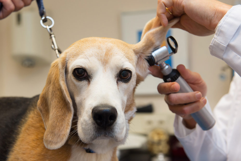Pet Ear Infections