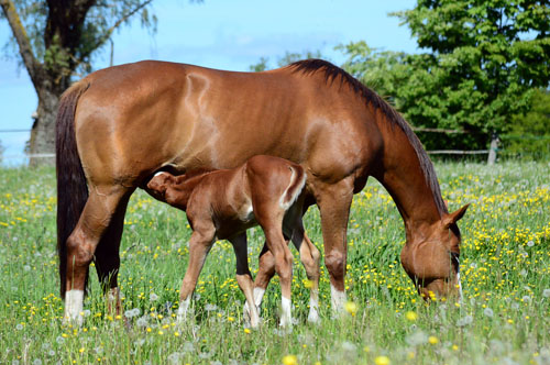 Mare and baby horse together