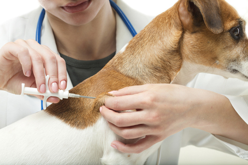 Dog getting a microchip