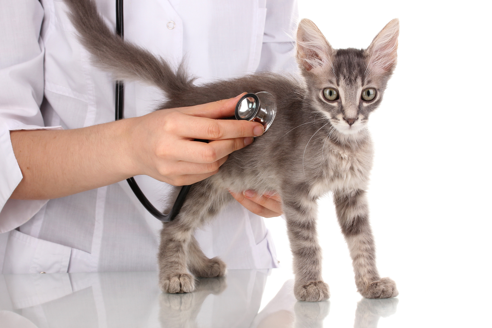 Comprehensive Veterinary Services