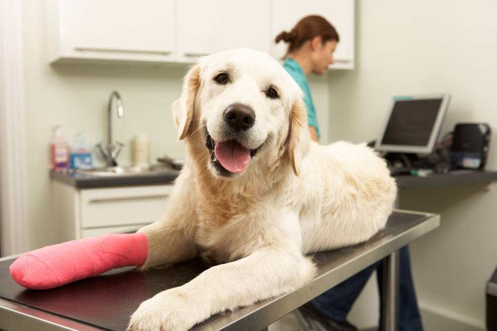 Pet Surgery FAQ