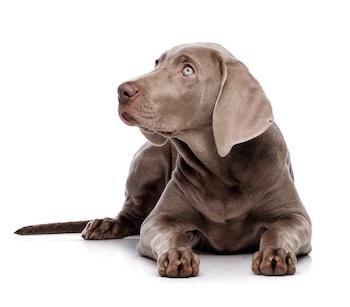 dog lying down dog lying down