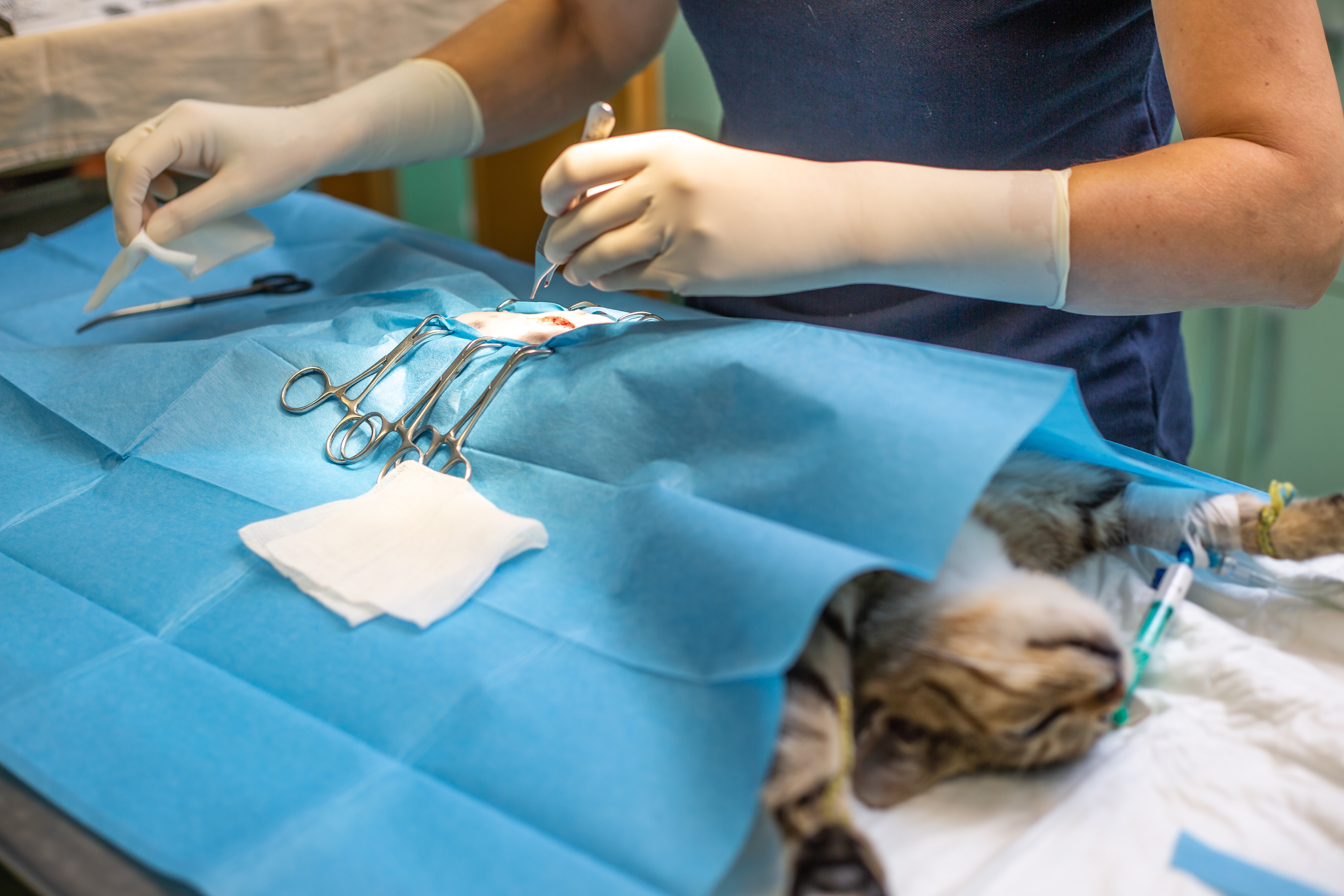 What You Need to Know About Spay and Neuter