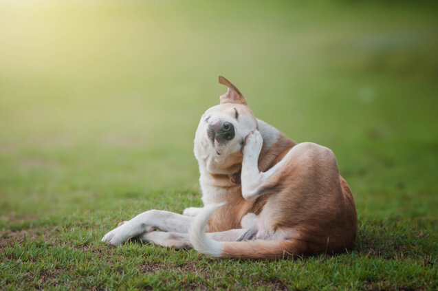 dog scratching dog scratching