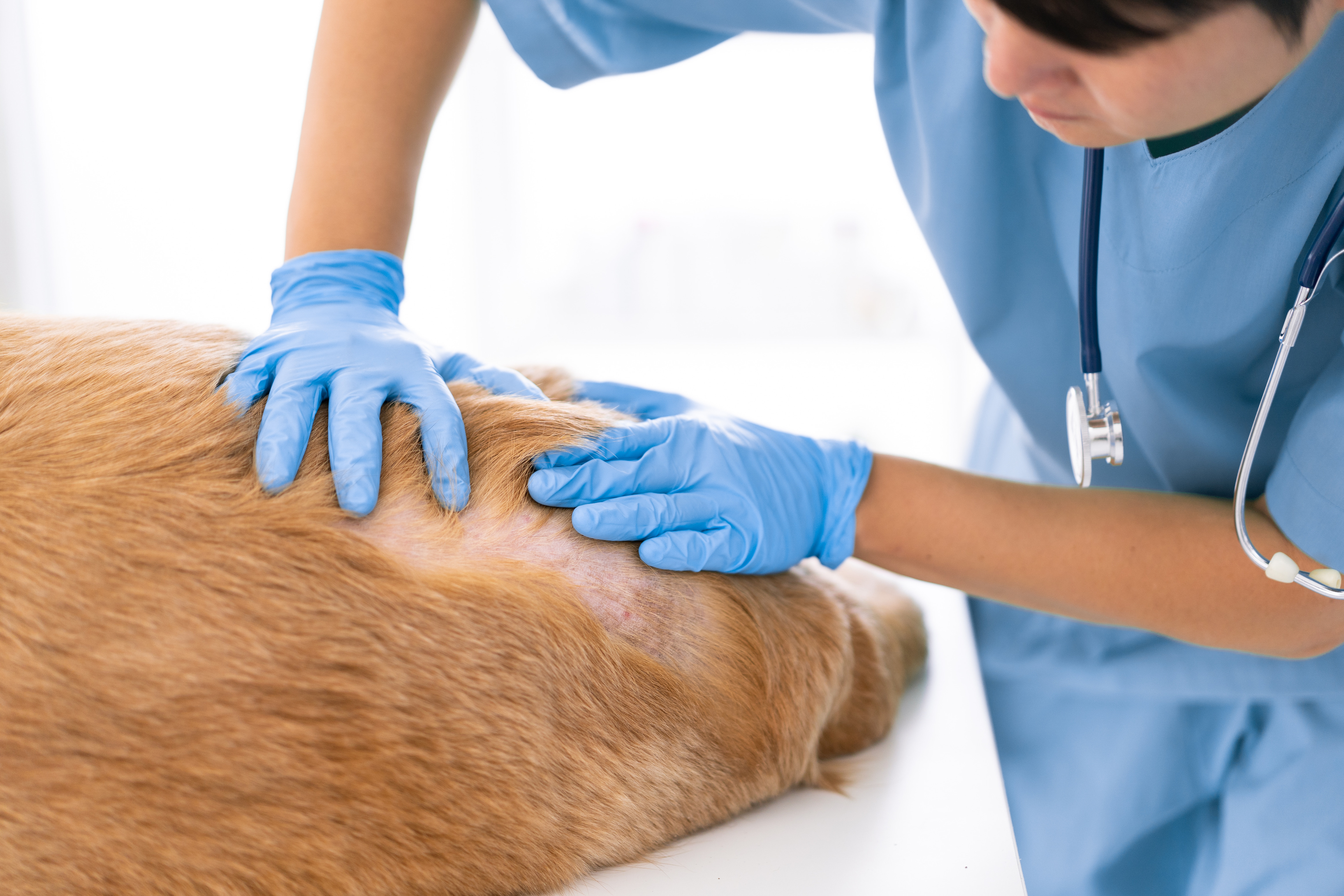 What You Need to Know about Pet Dermatology