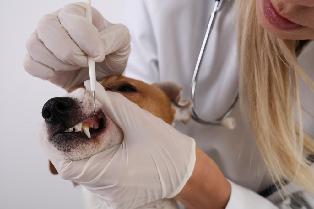 Importance of Pet Dental Care