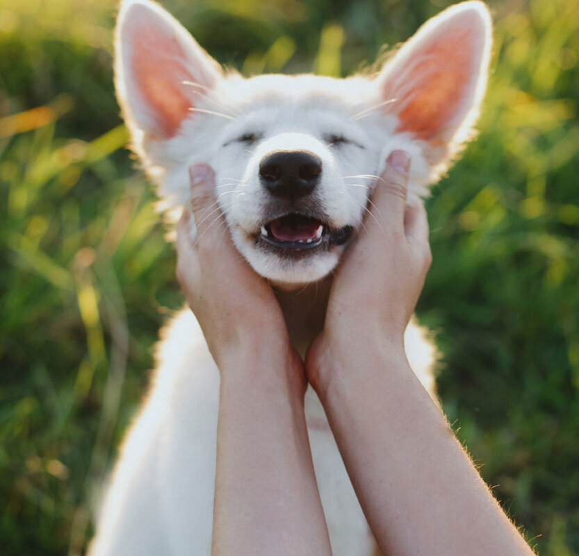 dog with a funny face